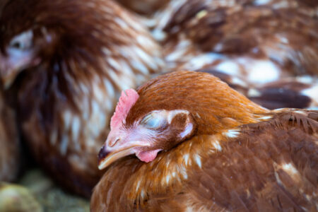 Ep. 141 Chick Illness Image